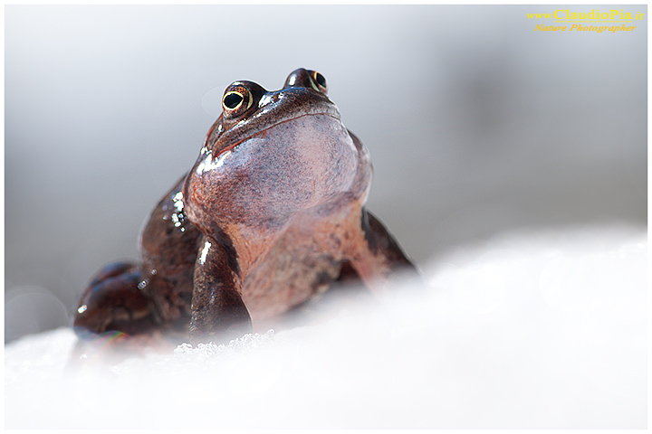 rana temporaria, rana alpina, common frog, rana_bermeja, val d Aveto, mating, deposizione uova, ovature